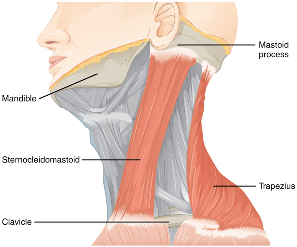 Dry Needling Neck Muscles For Cervicogenic Headaches Dr Abbate dry-needling-neck-muscles-for-cervicogenic-headaches-dr-abbate