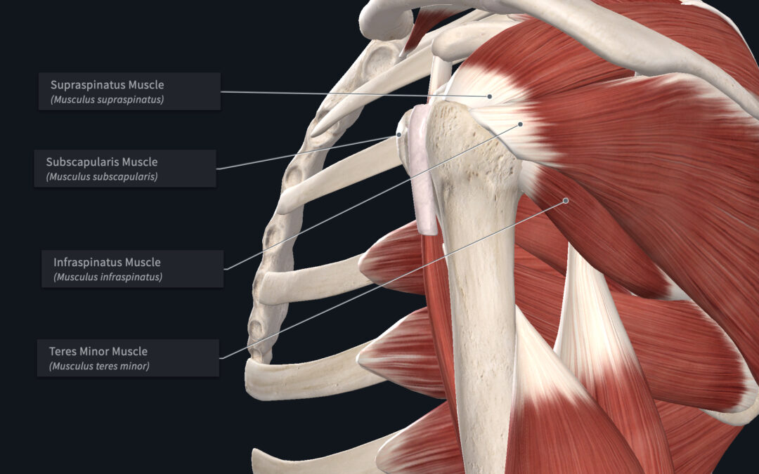 Rotator Cuff Injury Dr. Abbate Physical Therapy