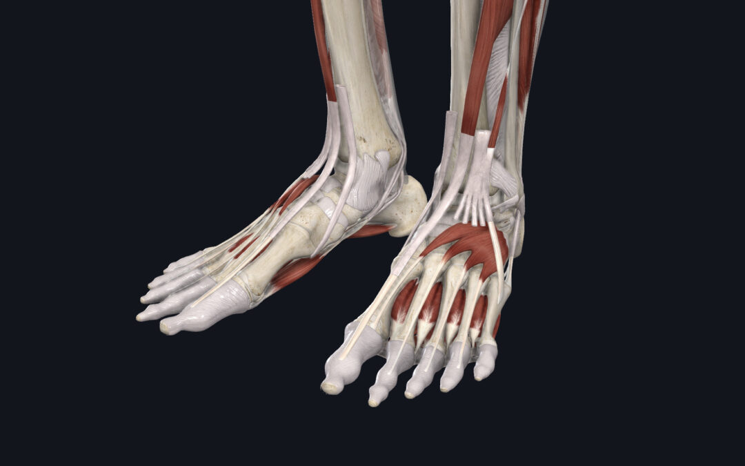 Ankle Anatomy | Dr. Abbate Physical Therapy