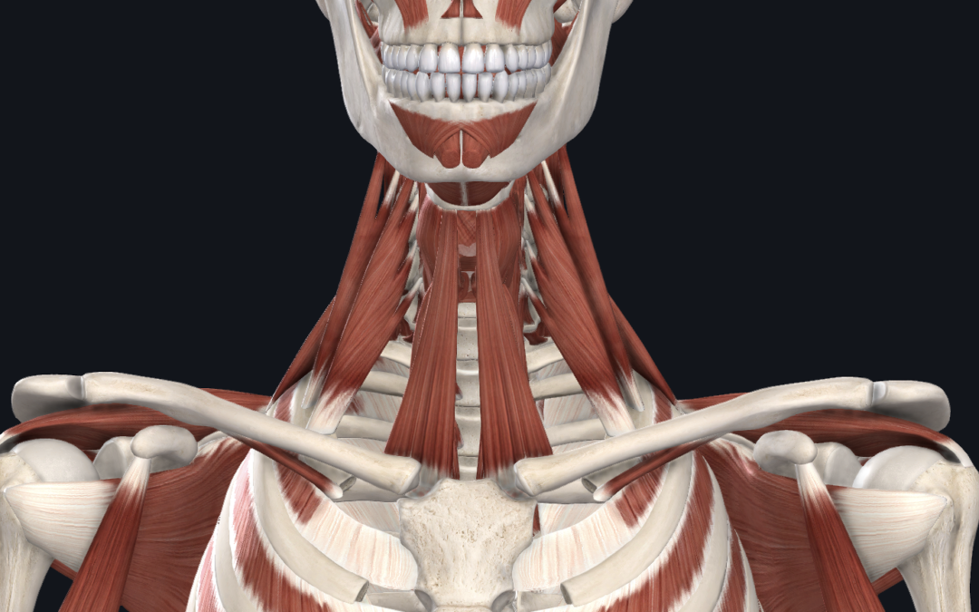 Neck injuries in combat sports Dr. Abbate Physical Therapy