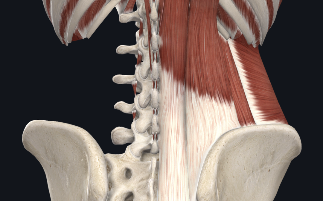 Back injuries in combat sports Dr. Abbate Physical Therapy